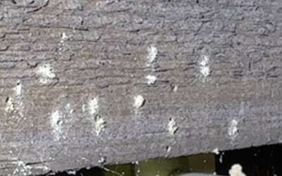 Alkon